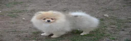Pomeranian dogs for sale: Bentley – Beautiful Silver-Toned Pomeranian Boy 🐾 - Advert 1