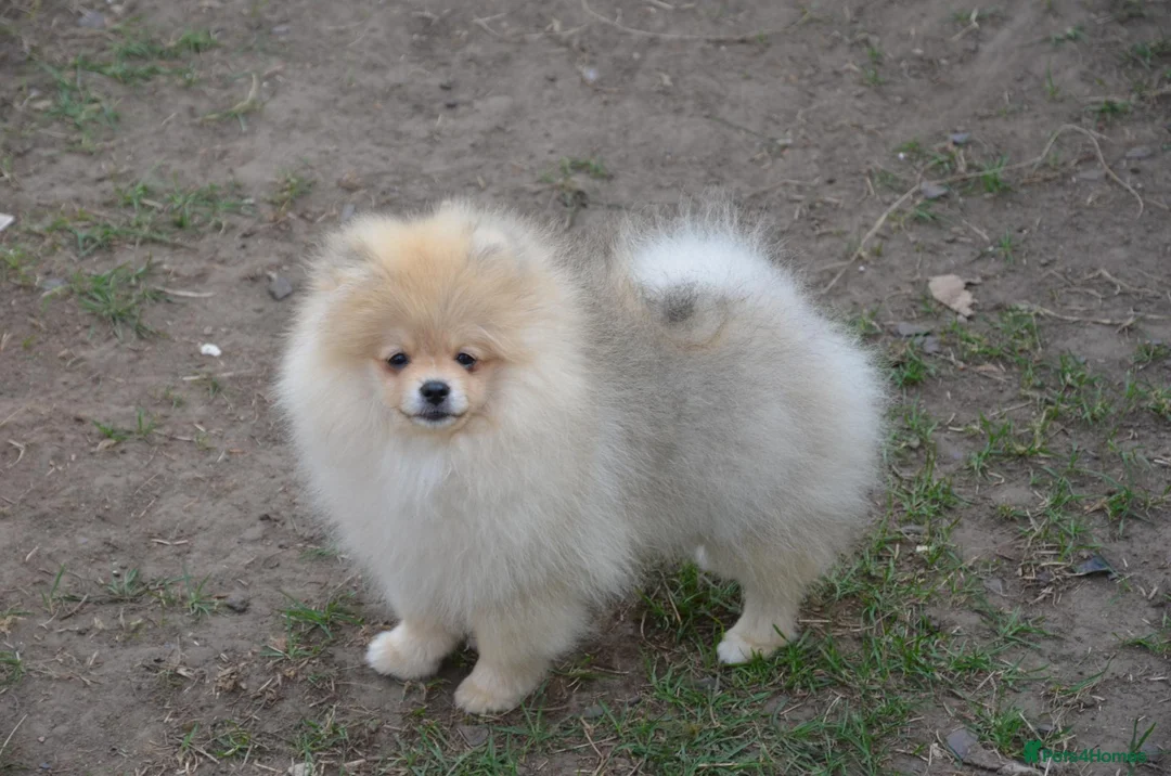Pomeranian dogs for sale: Bentley – Beautiful Silver-Toned Pomeranian Boy 🐾 - Advert 1