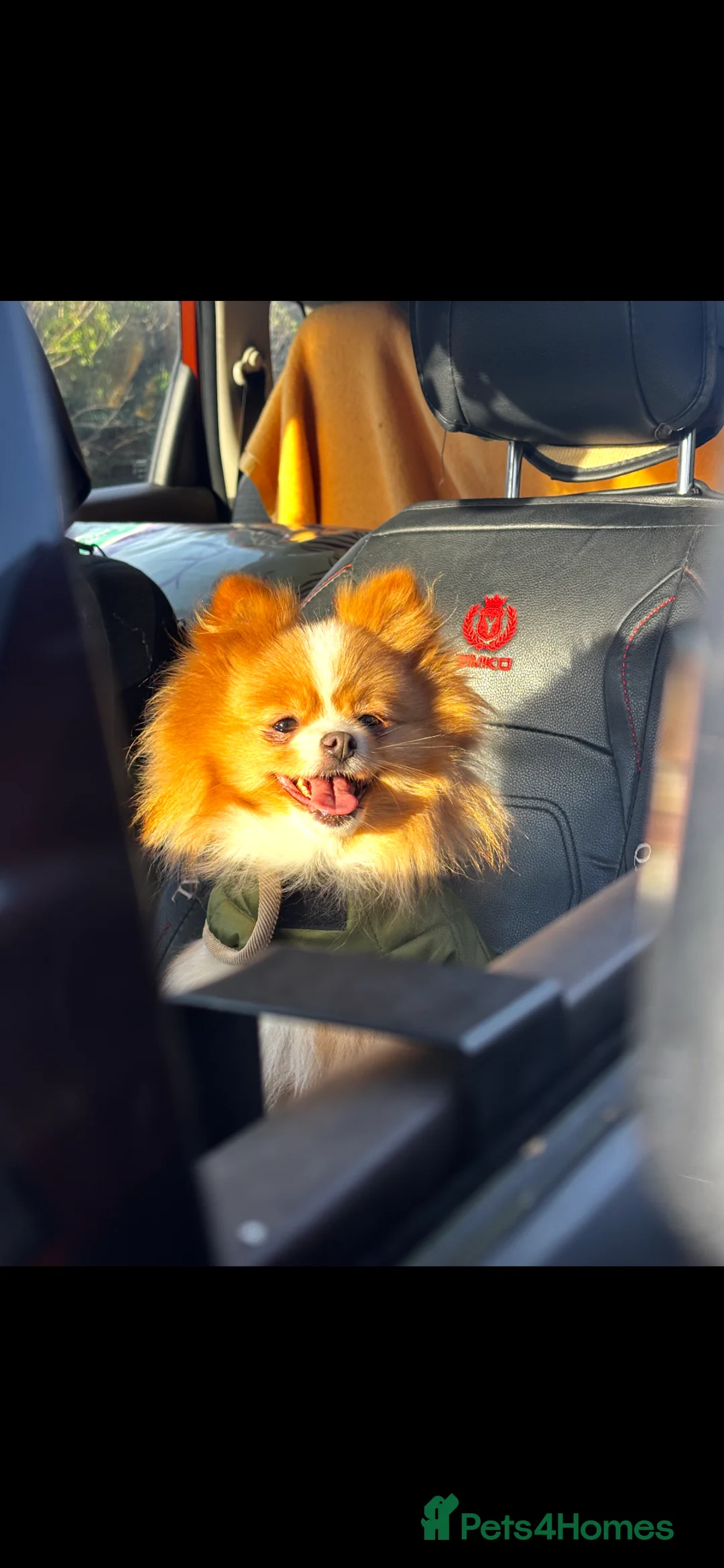 Pomeranian dogs for sale: KC Registered Pomeranian Girl - Advert 7