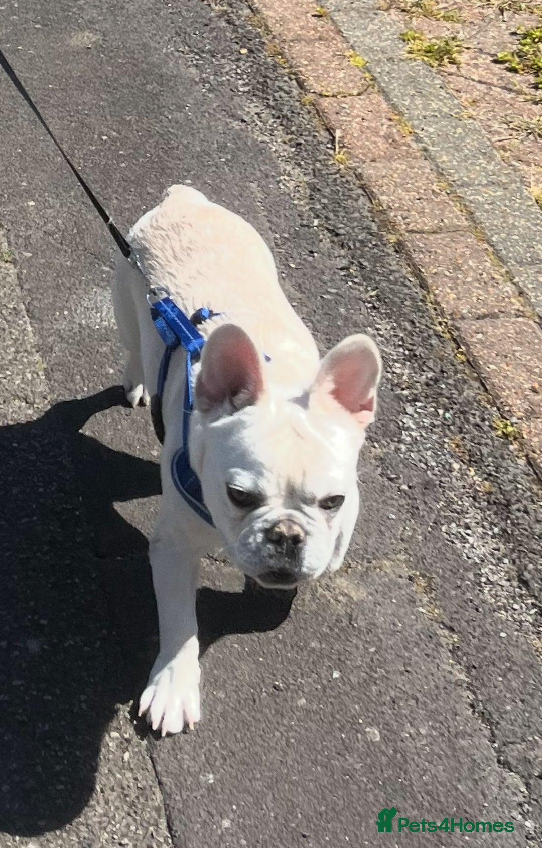 French Bulldog dogs for sale: Boo French bulldog. Lovely dog  - Image 2