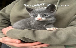 Domestic Shorthair cats for sale: Beautiful kittens for sale - Image 3