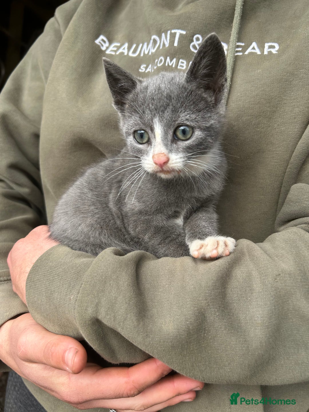 Domestic Shorthair cats for sale: Beautiful kittens for sale - Image 3