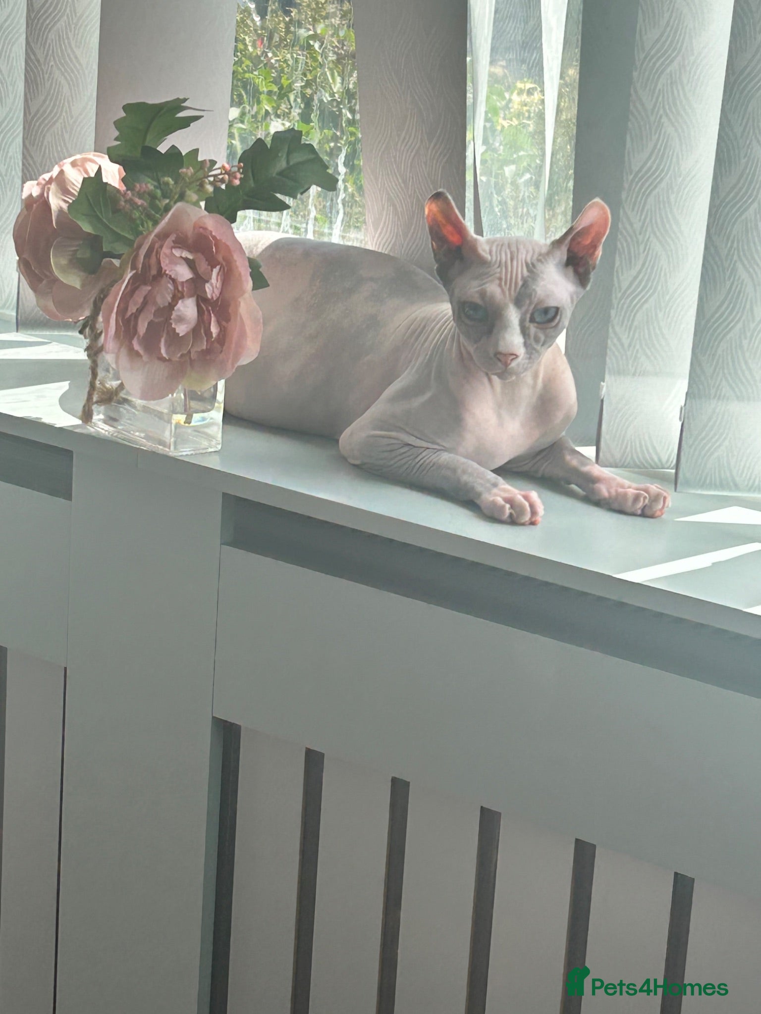 Sphynx cats Female Sphynx kitten - Advert 15