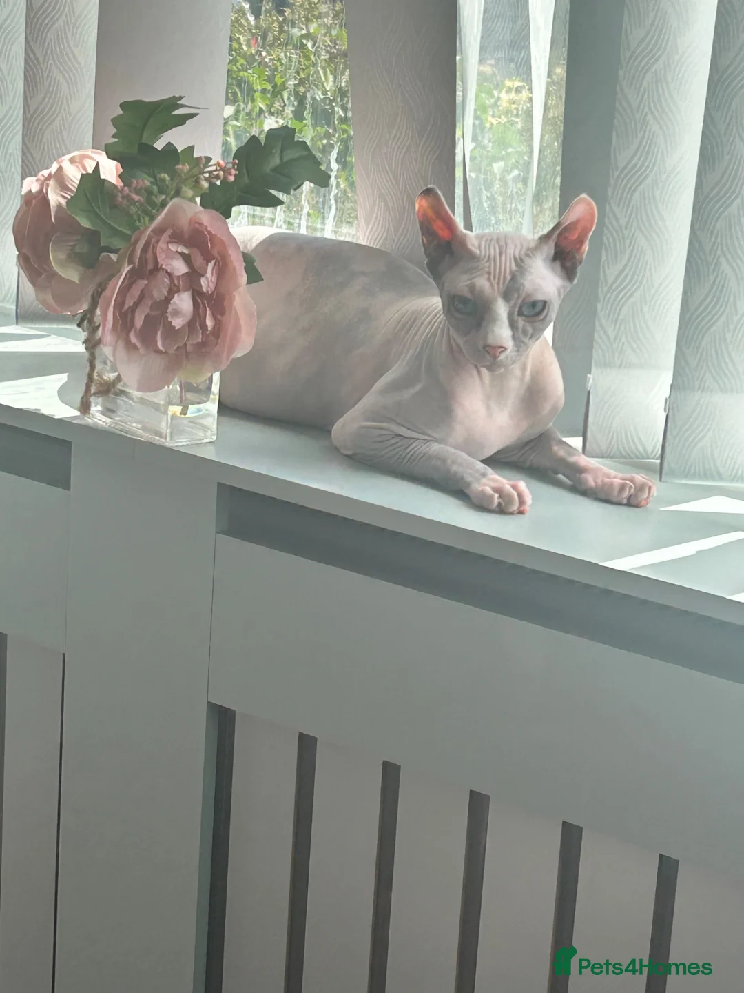 Sphynx cats for sale: Female Sphynx kitten - Advert 1