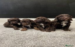 Cockapoo dogs for sale: Chocolate and tan cocker poo puppy’s for sale  - Image 3