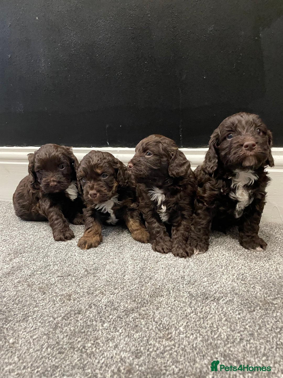 Cockapoo dogs for sale: Chocolate and tan cocker poo puppy’s for sale  - Image 3