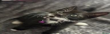 Mixed Breed Kitten 5