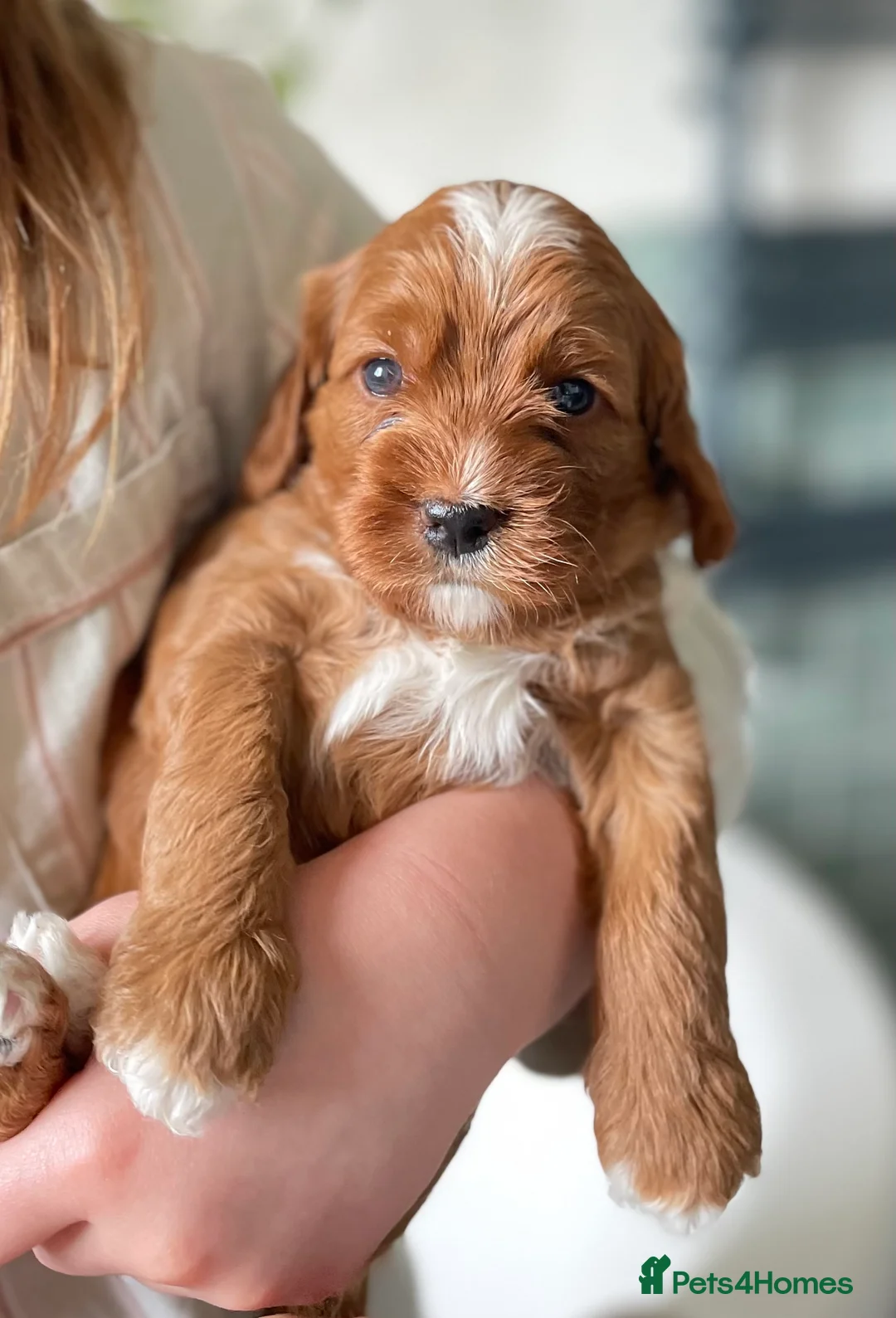Cavapoo dogs for sale: Exceptional Cavapoo Puppies - Ruby & Apricot - Advert 1