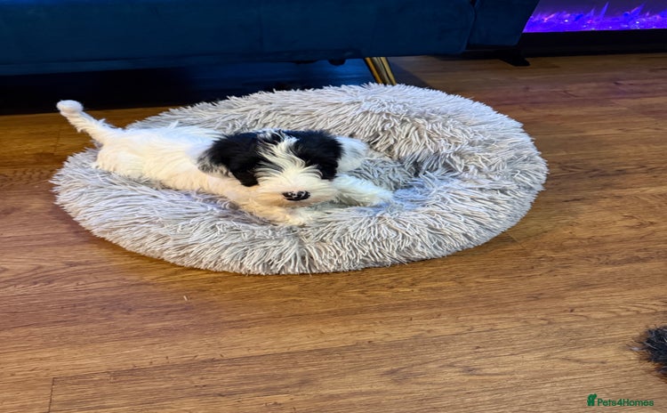 Sealyham Terrier dogs - Advert 14