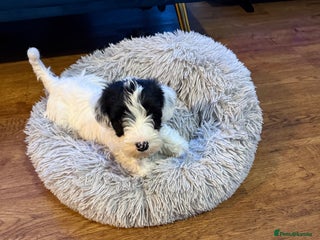 Sealyham Terrier dogs - Advert 33