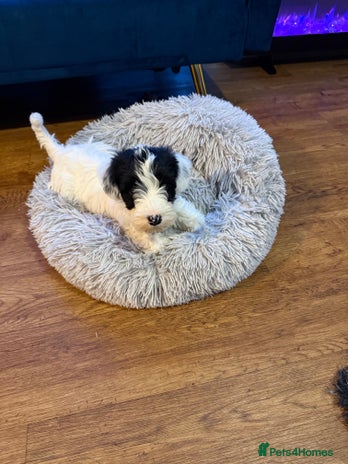 Sealyham Terrier dogs - Advert 1