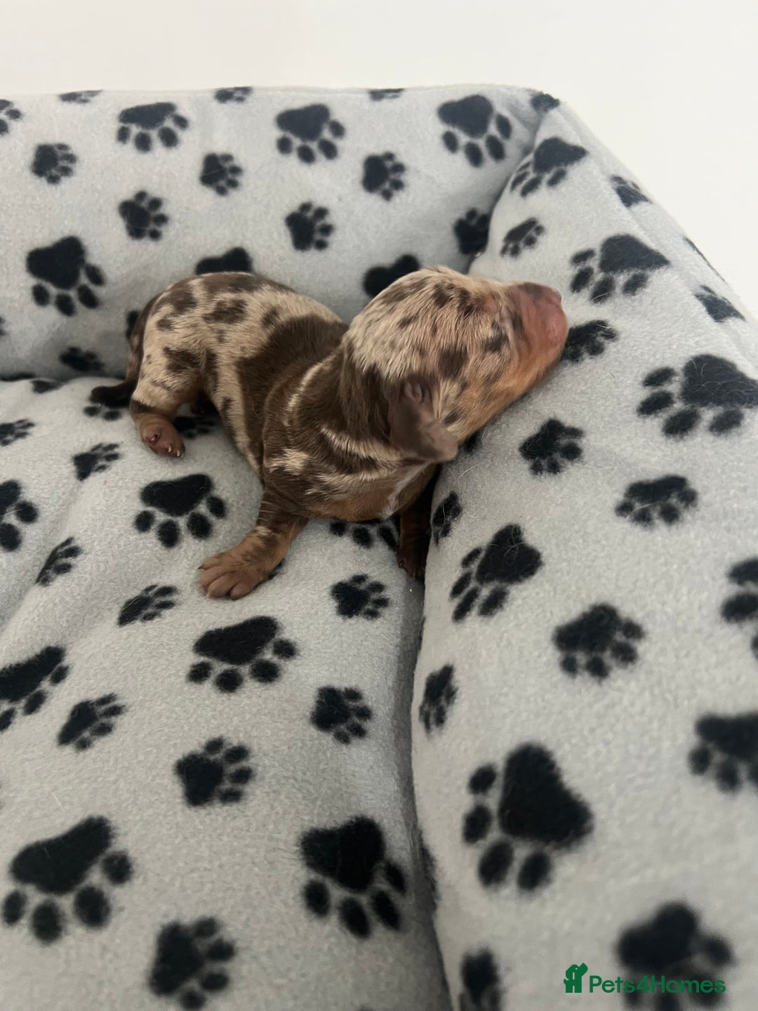 Dachshund dogs for sale: Chocolate try/dapple - Image 4