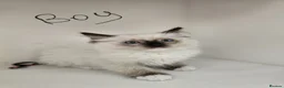 Ragdoll cats for sale: Purebred beautiful ragdoll kittens  - Advert 13
