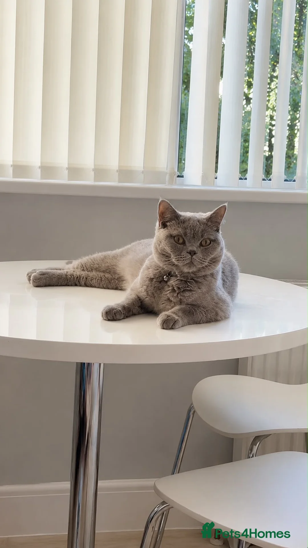 British Shorthair cats for sale: Lilac Female British Shorthair in Solihull - Advert 2
