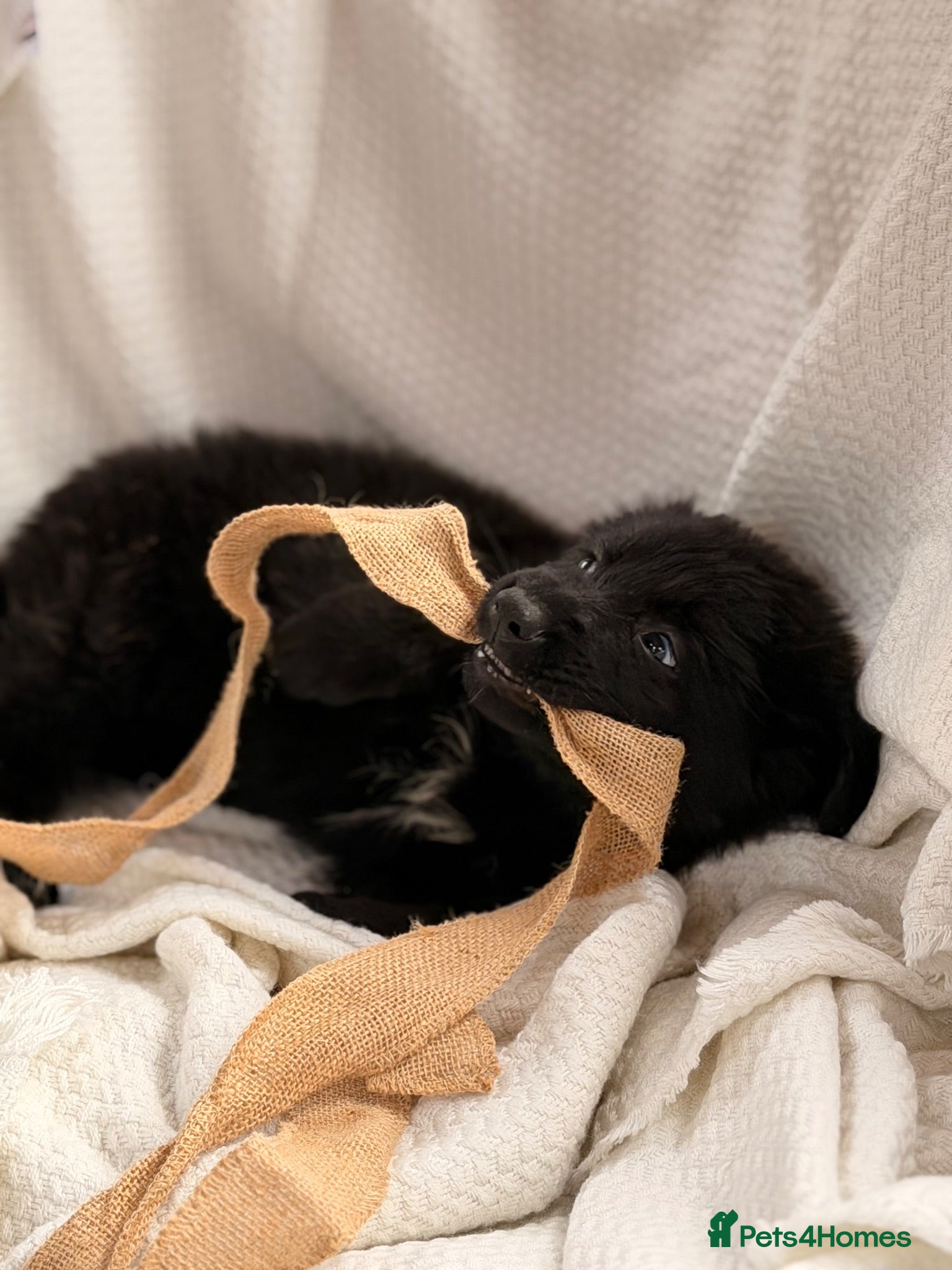 German Shepherd dogs 🐾 KC Registered German Shepherd Puppies 🐾 - Advert 1