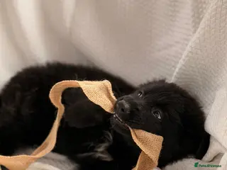 German Shepherd dogs 🐾 KC Registered German Shepherd Puppies 🐾 - Advert 1
