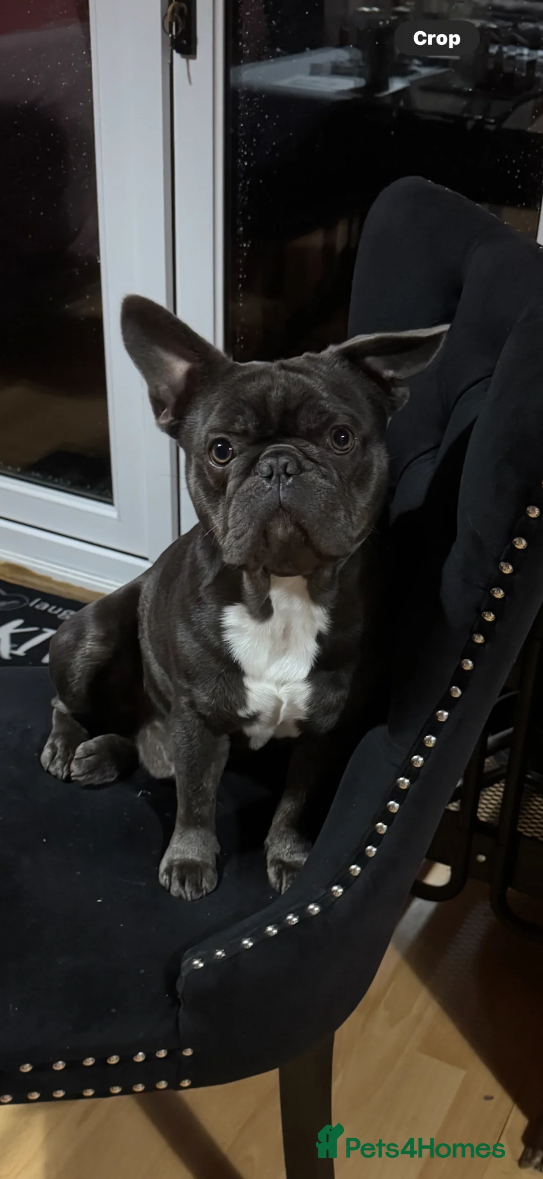 Mixed Breed dogs for sale: 6 mix breed puppies for sale in Cardiff - Advert 20