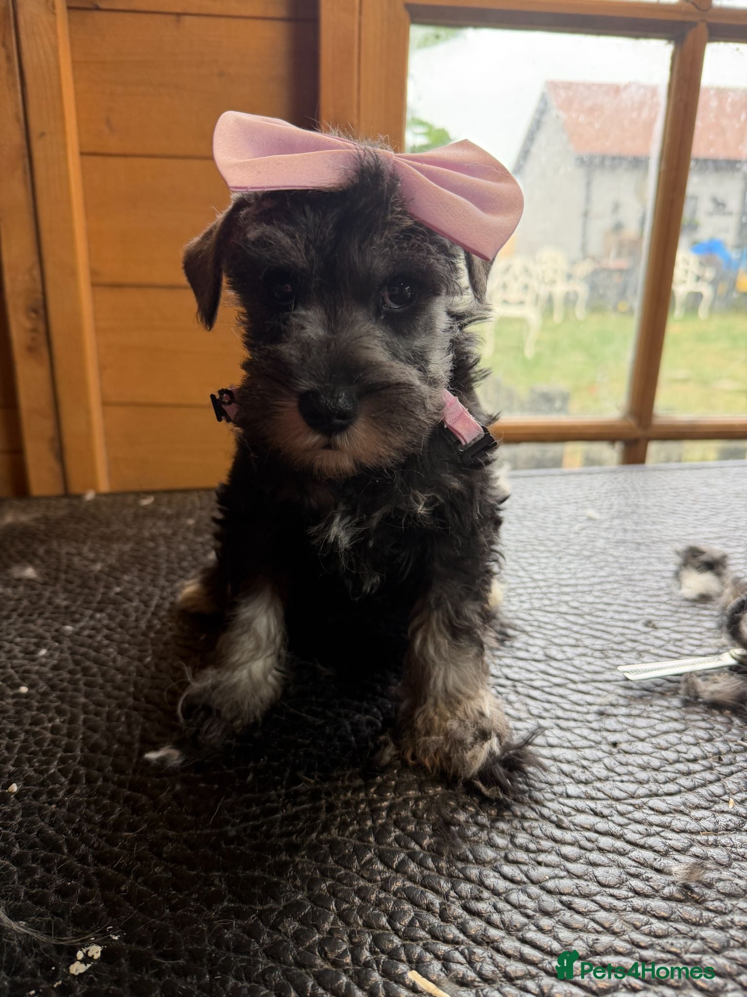 Miniature Schnauzer dogs Boy and girl ready now salt and pepper  - Advert 2