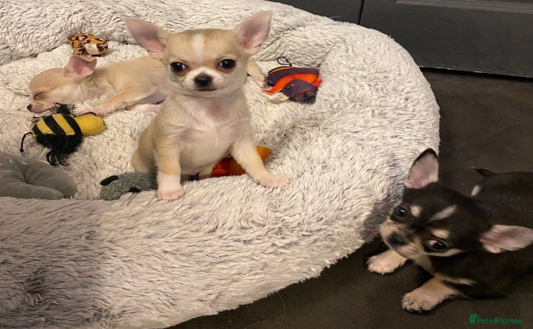 Chihuahua dogs - Advert 1