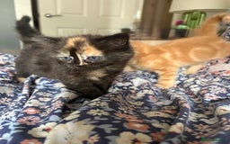 British Longhair cats for sale: Ginger tortoishell and calico male & female kitten - Image 8