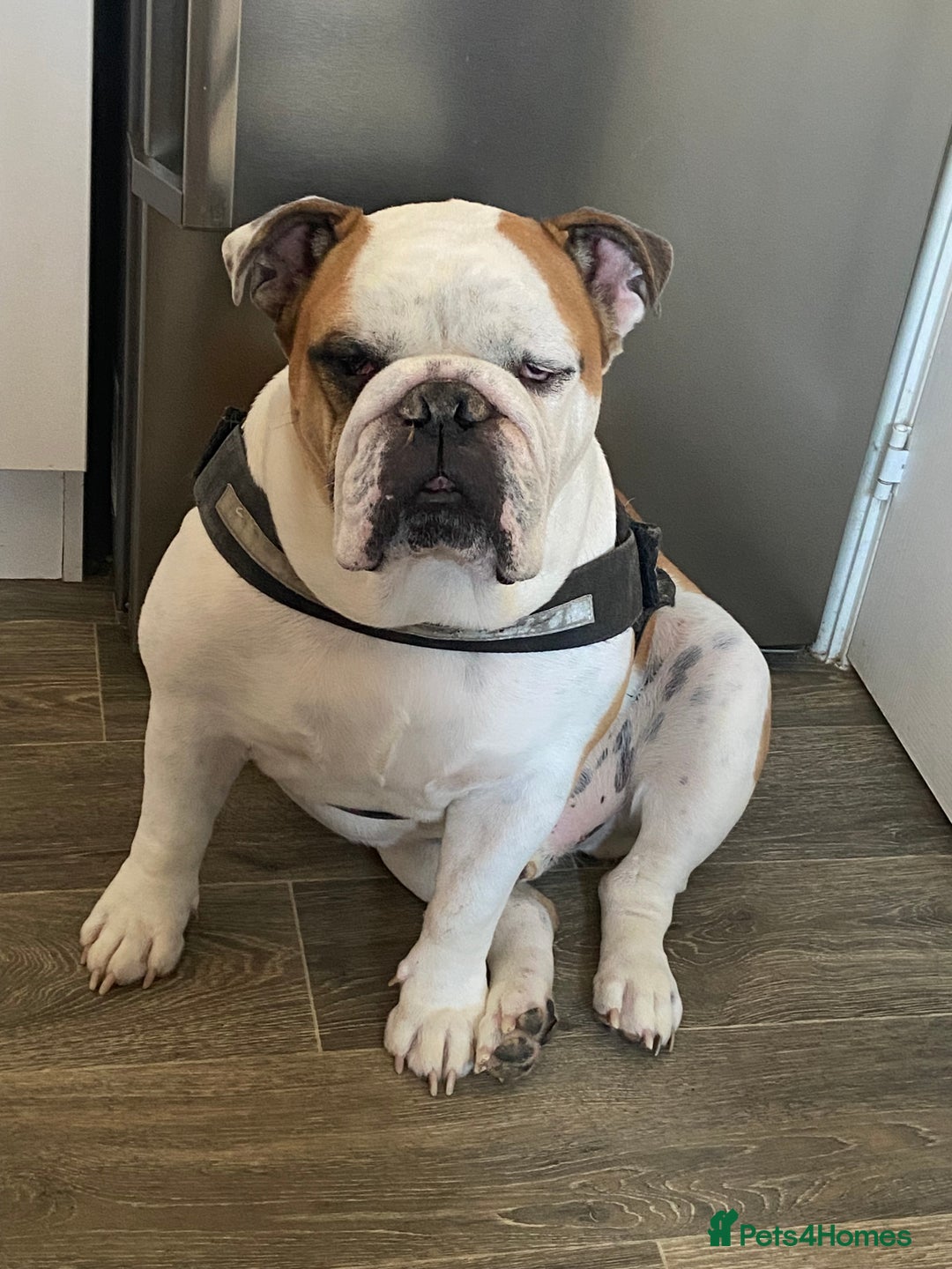 English Bulldog dogs for sale: Reggie - Image 3