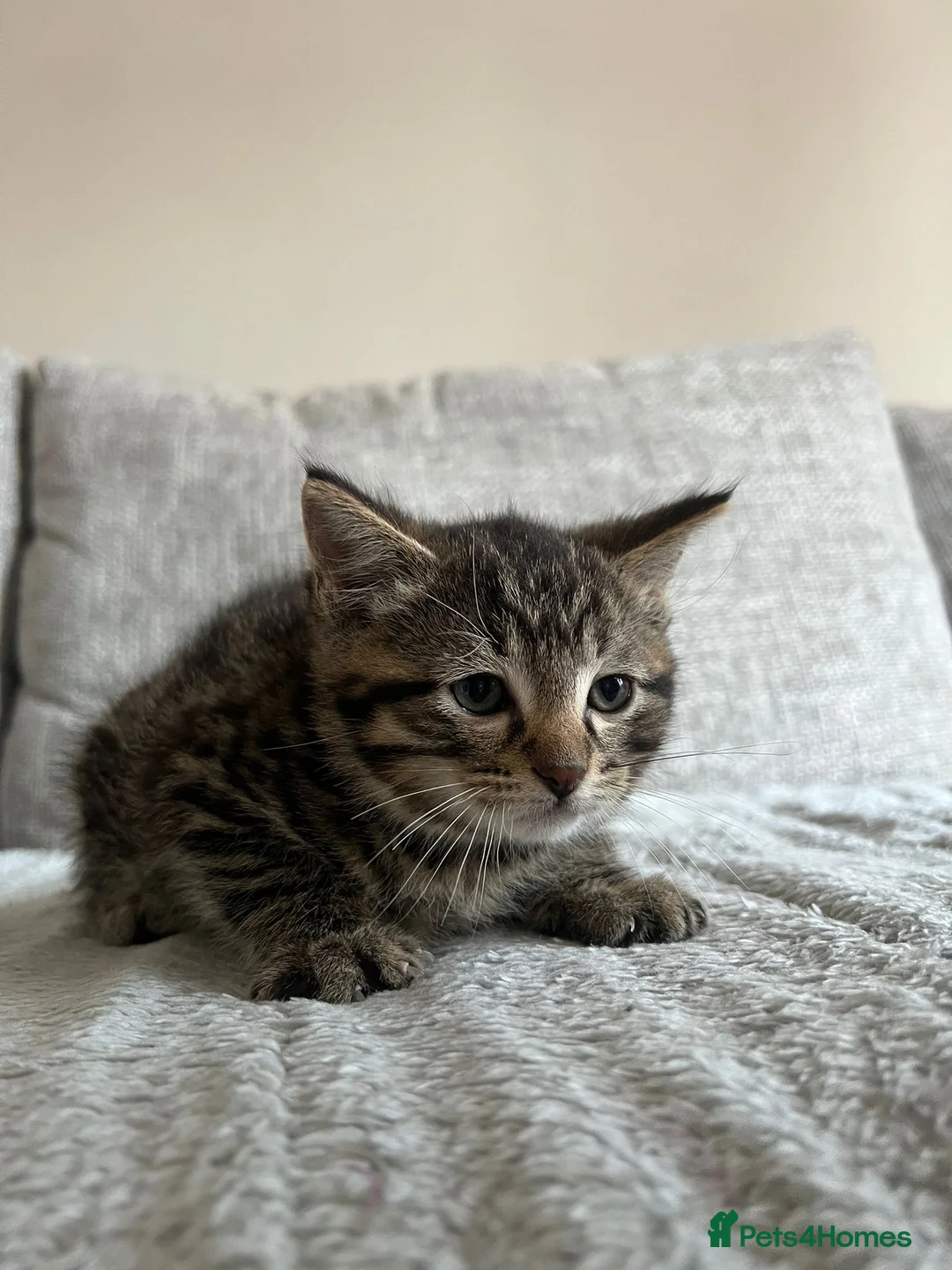 Ragdoll cats for sale: X5 Beautiful Ragdoll X kittens for sale  - Advert 2