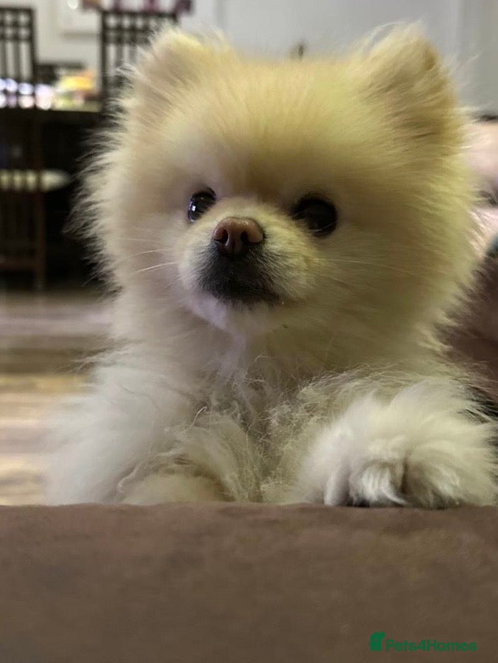Pomeranian dogs male KC registered  **  pomeranian - Advert 12