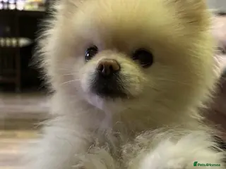 Pomeranian dogs male KC registered ** pomeranian - Advert 12