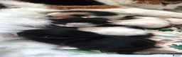 Mixed Breed cats for sale: Black and White Boy Kitten  - Advert 2