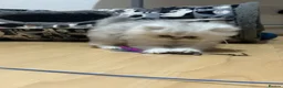 Persian cats for sale: Stunning Persian chinchilla kittens  - Advert 13