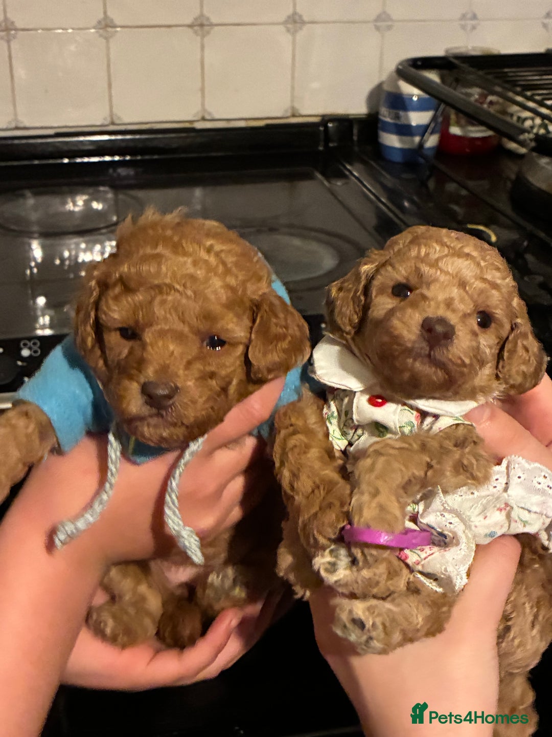 Toy Poodle dogs for sale: Red and Apricot Tiny Toy Poodles - Ready Soon - Advert 12