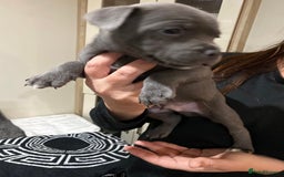 Staffordshire Bull Terrier dogs for sale: 3 boy blue staffs - Image 2