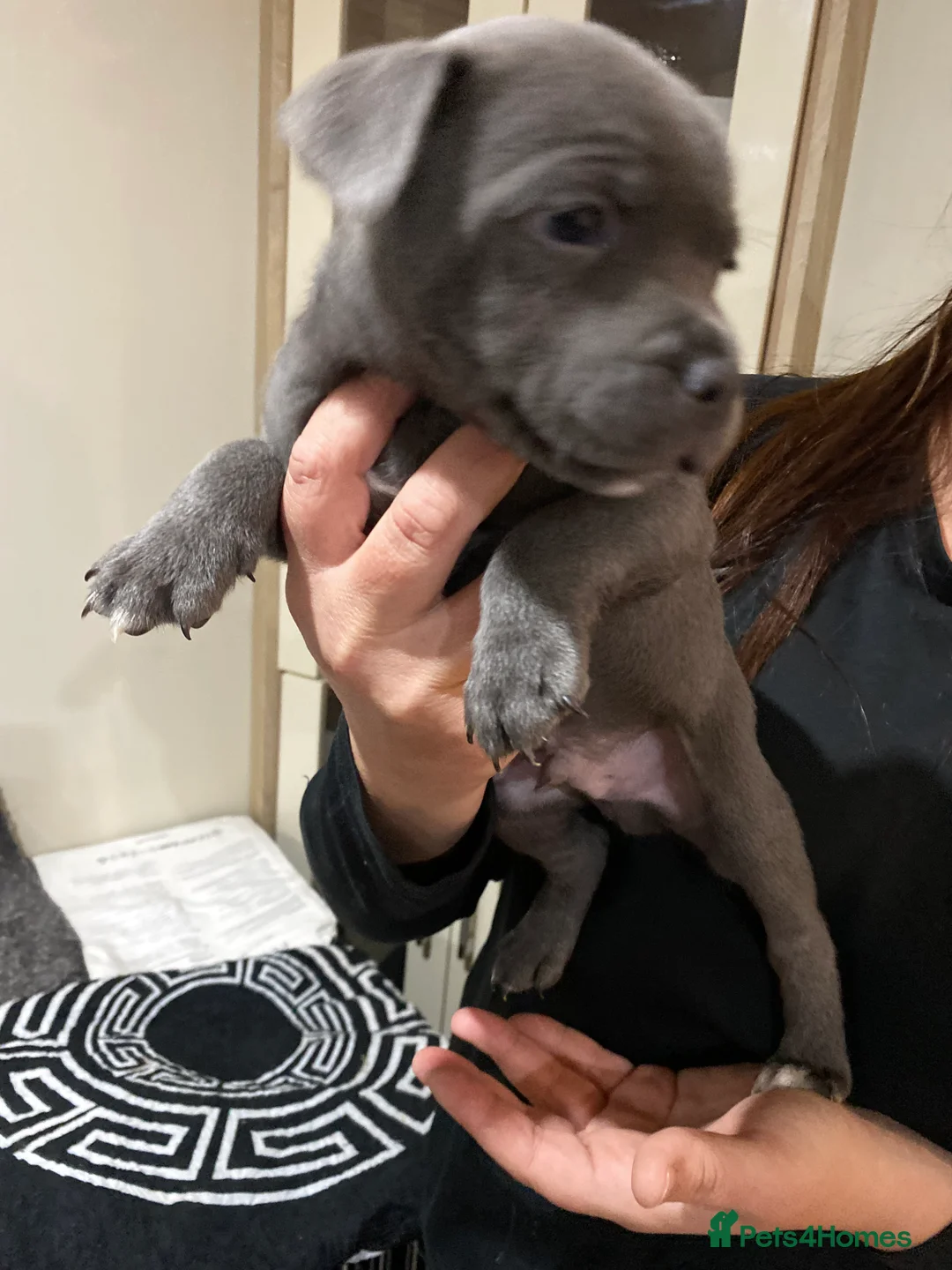 Staffordshire Bull Terrier dogs for sale: 3 boy blue staffs * 1 left reduced price* - Advert 2