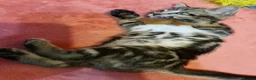 Bengal cats for sale: Bengal mix kittens for sale - Advert 32