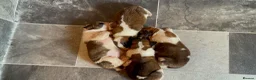 Saint Bernard dogs for sale: Saint Bernard‘s puppies - Advert 6