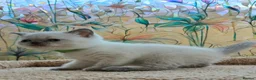 British Shorthair cats for sale: Stunning BSH Blue eyed Colour Point Kittens - Advert 8