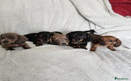 Dachshund dogs for sale: mini dachshund  - Image 1
