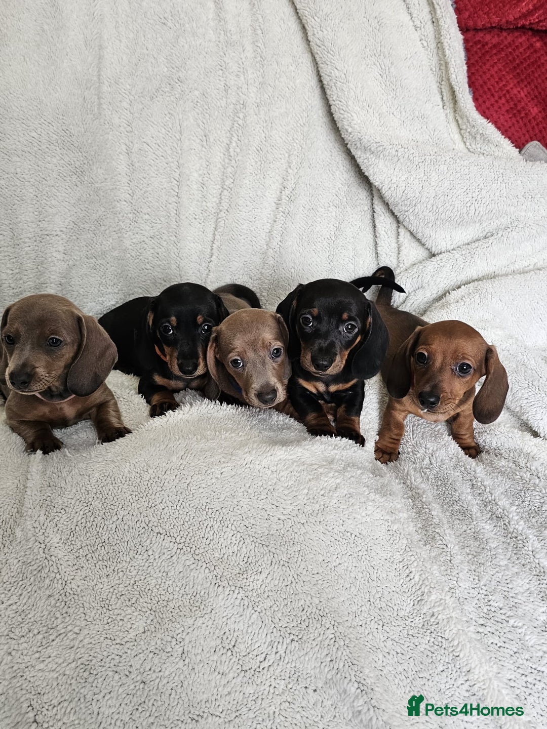 Dachshund dogs for sale: mini dachshund  - Image 1