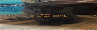 Orange GIRL