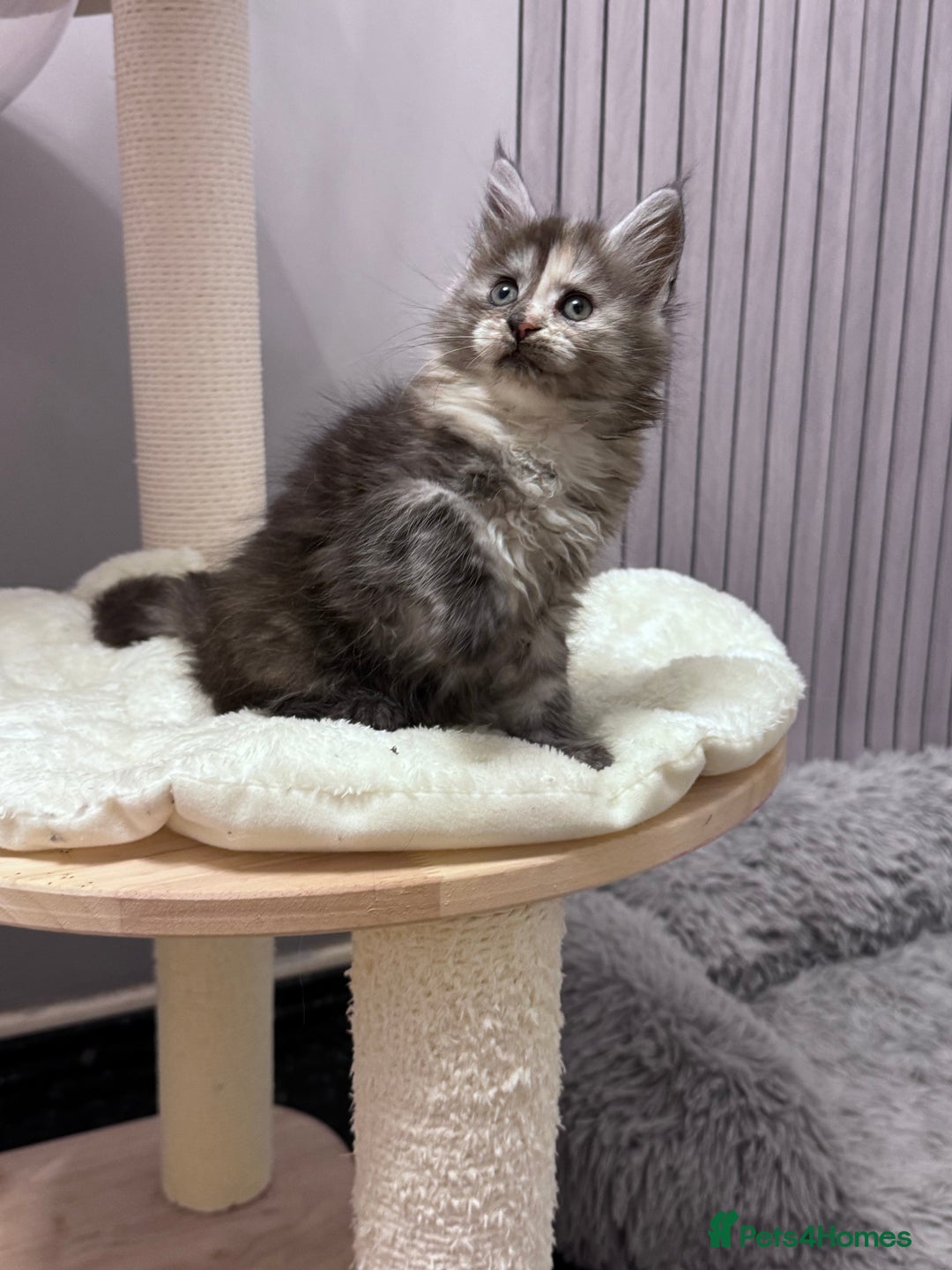 Maine Coon cats for sale: 🌟🌟Beautiful  Maine Coon kittens 🌟🌟🌟 - Advert 24
