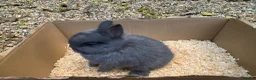Netherland Dwarf rabbits for sale: Pure Netherland Dwarf rabbits - Advert 1