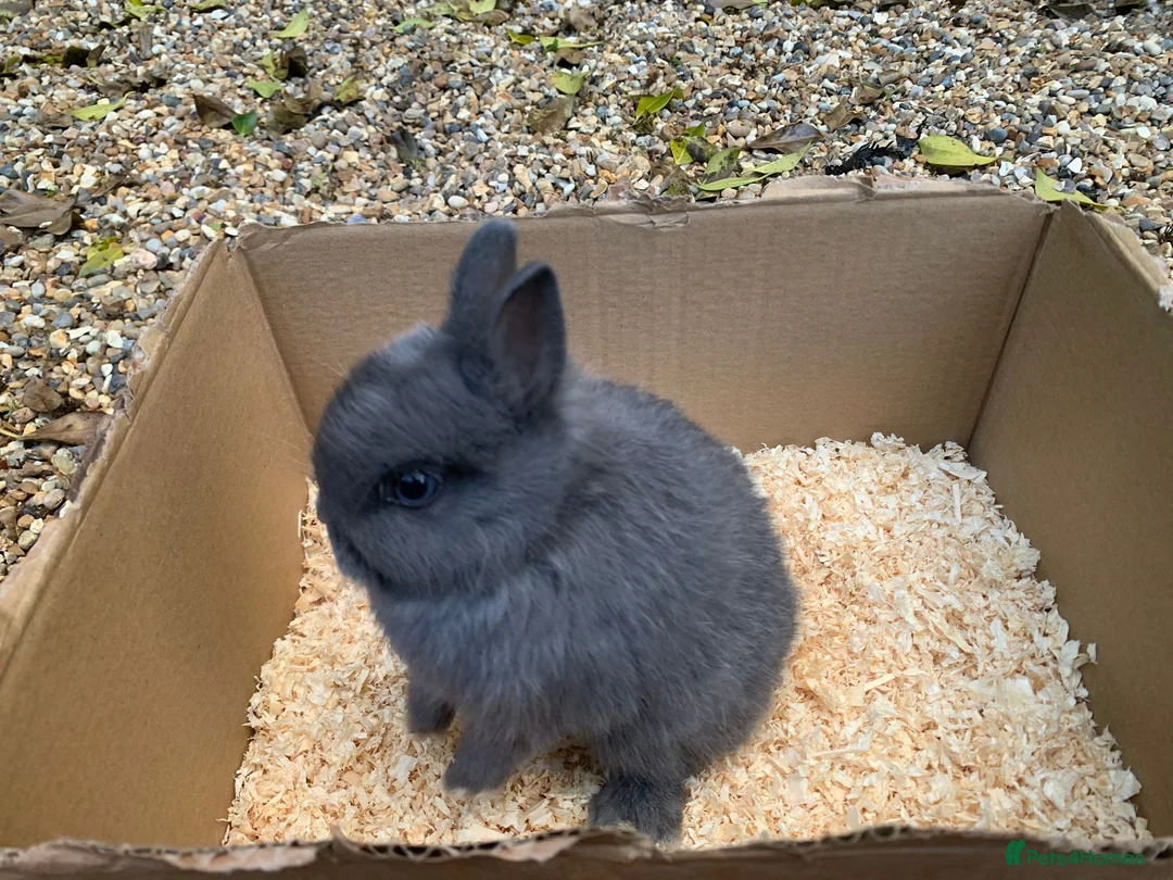 Netherland Dwarf rabbits for sale: Pure Netherland Dwarf rabbits - Advert 1