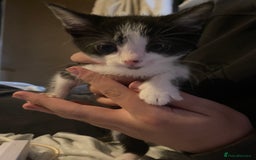 Bombay cats for sale: Kittens  - Image 4