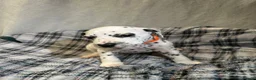 Dalmatian dogs for sale: Dalmatian puppies  in Okehampton - Advert 14