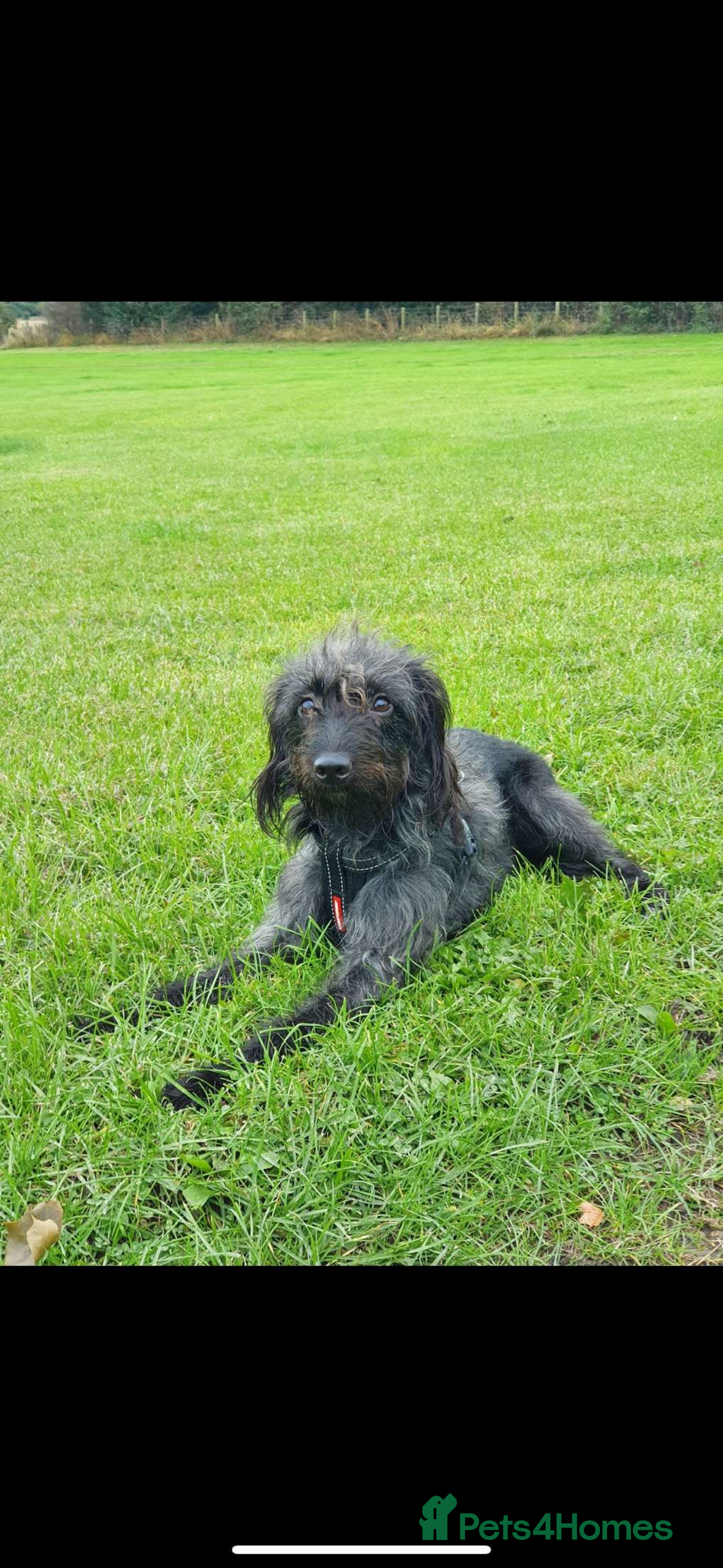 Mixed Breed dogs Beddy whippet x sprocker for sale  - Advert 4