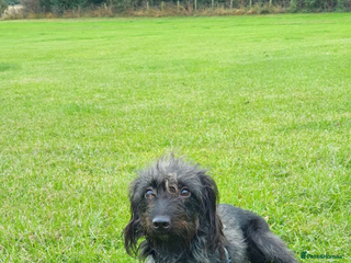 Mixed Breed dogs Beddy whippet x sprocker for sale - Advert 4