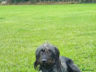 Mixed Breed dogs Beddy whippet x sprocker for sale - Advert 13