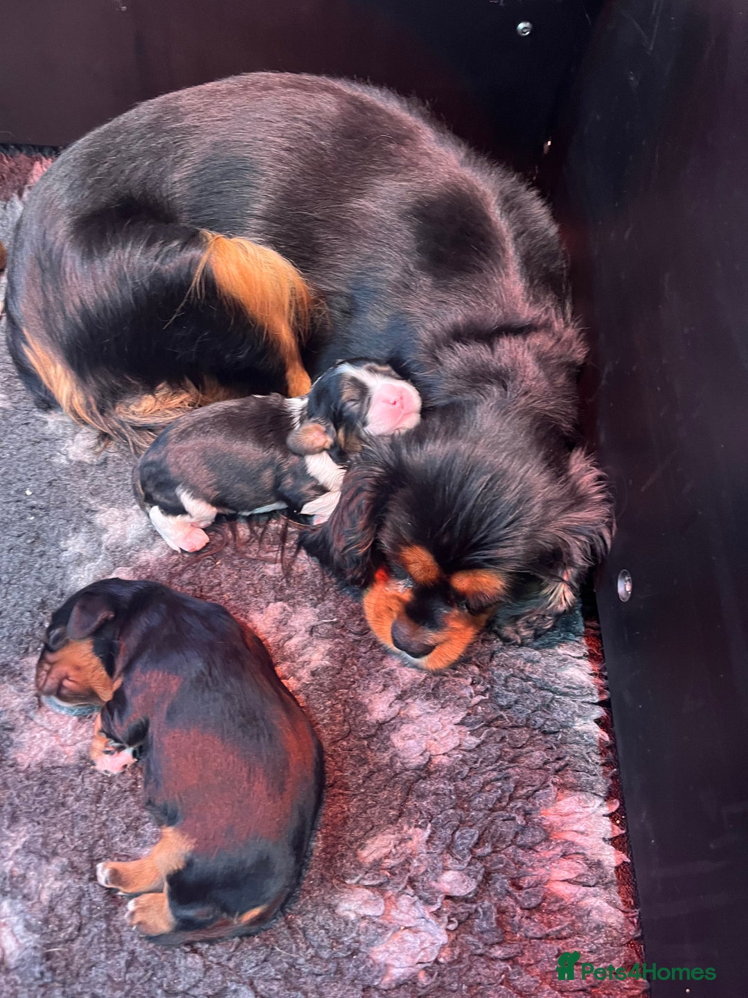 Cavalier King Charles Spaniel dogs for sale: Extensively health tested KC reg cavalier boys - Advert 7