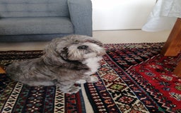 Shih Tzu dogs for sale: Boy charlie - Image 3