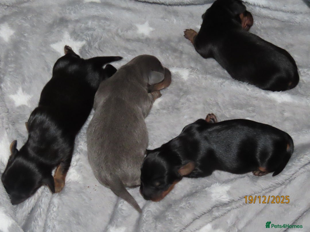 Mixed Breed dogs for sale: Dachshund Jack Russel xdachsund  - Advert 10